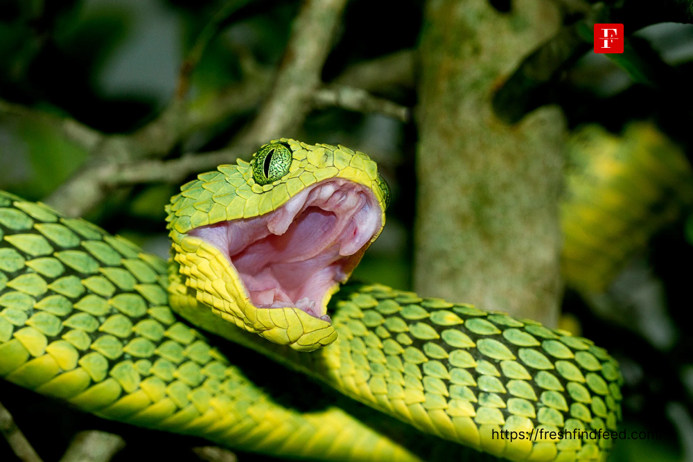 India’s Most Venomous Snakes Could Become More Dangerous Due to Climate Change 